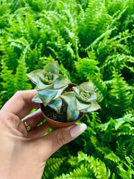 crassula-perforata-grubosz-dziurkowany-sukulent-rodzaj-rosliny-sukulenty-odmiana-crassula-perforata