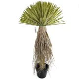 jukka-rostrata-90cm