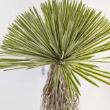 jukka-rostrata-90cm-stan-nowy