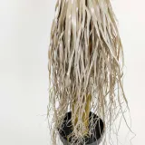 jukka-rostrata-90cm-wysokosc-90-cm