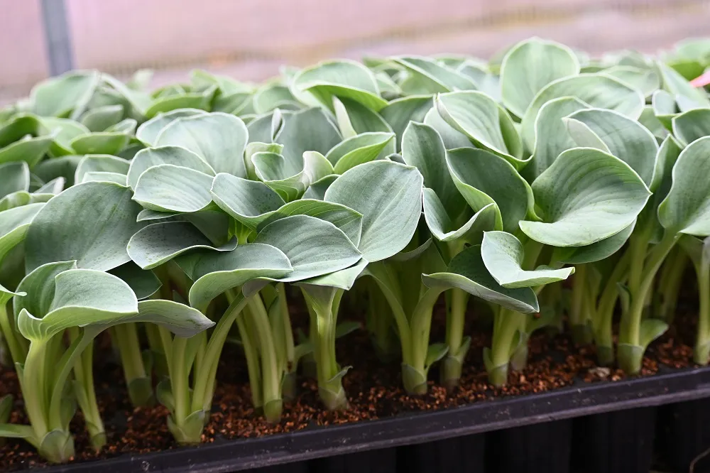 funkia-blue-mouse-ears-hosta-hybrid-rodzaj-rosliny-inny