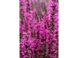 krwawnica-luminara-hot-pink-sadzonka-p9-rozowa-bylina