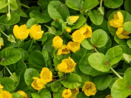 tojesc-rozeslana-sadzonka-p9-bylina-plozaca-zolte-kwiaty