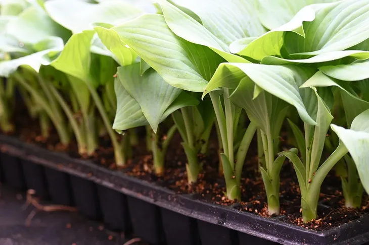 funkia-fragrant-blue-hosta-hybrid-kolor-kwiatow-biale