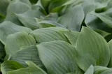 funkia-fragrant-blue-hosta-hybrid-styl-ogrod-skalny-ogrod-nowoczesny