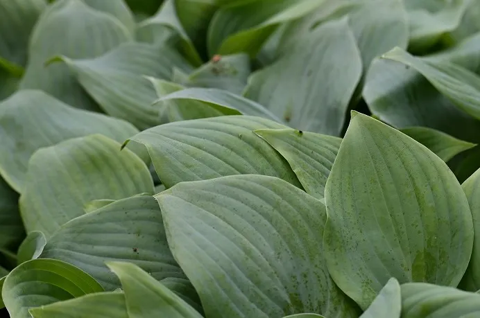 funkia-fragrant-blue-hosta-hybrid-rodzaj-rosliny-inny