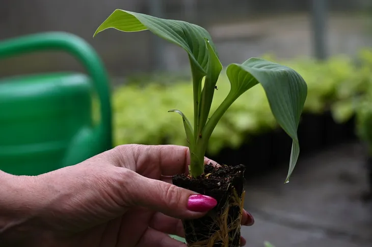 funkia-fragrant-blue-hosta-hybrid-cykl-rozwojowy-rosliny-wieloletnia