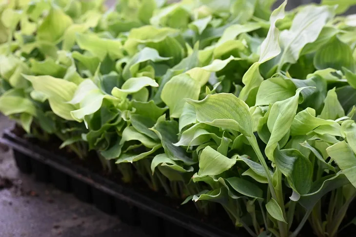 funkia-diamond-lake-hosta-sieboldiana-kolor-kwiatow-fioletowe