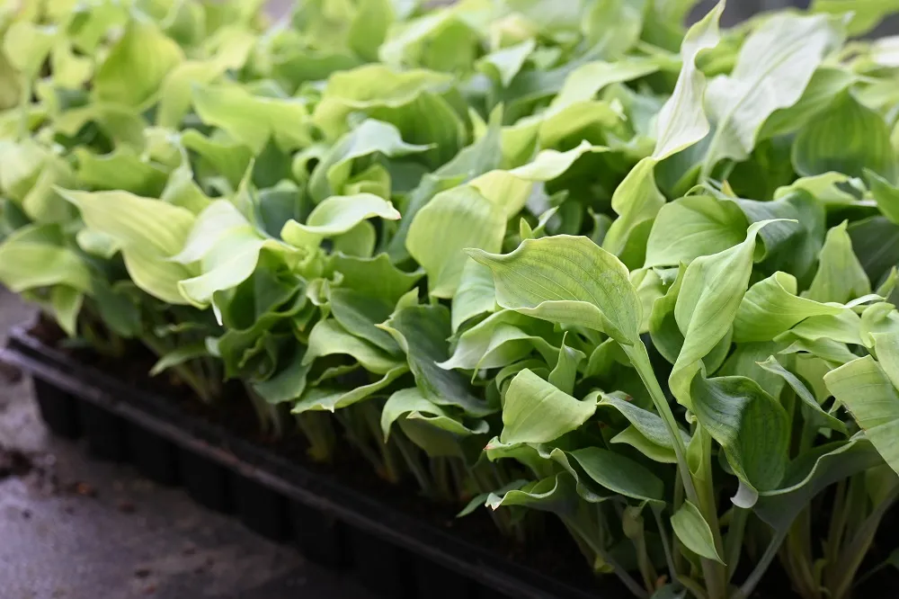 funkia-diamond-lake-hosta-sieboldiana