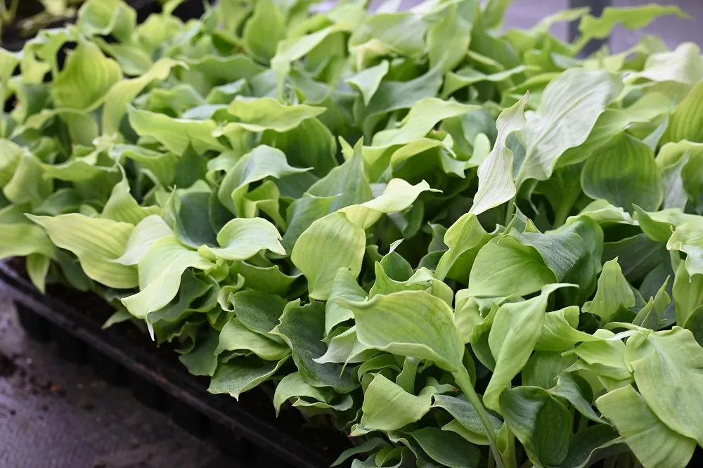 funkia-diamond-lake-hosta-sieboldiana-rodzaj-rosliny-inny