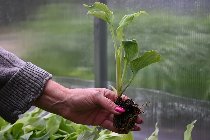 funkia-diamond-lake-hosta-sieboldiana-cykl-rozwojowy-rosliny-wieloletnia