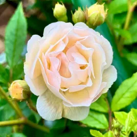 roza-pnaca-ghislaine-de-feligonde-gizelka-parkowa-rosa-doniczka-2-0l