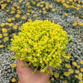 rozchodnik-ostry-yellow-queen-sedum-acre-skalniak-zloty-zolty-dywan
