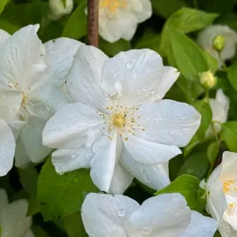 jasminowiec-wonny-polar-star-ogromne-kwiaty-philadelphus-coronarius-2l