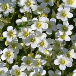 skalnica-arendsa-touran-large-white-biala-skalniak-saxifraga-x-arendsii