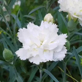 gozdzik-ogrodowy-grenadin-white-bialy-dianthus-siny-pierzasty