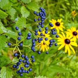 kalina-zabkowana-blue-muffin-viburnum-dentatum-doniczka-10l