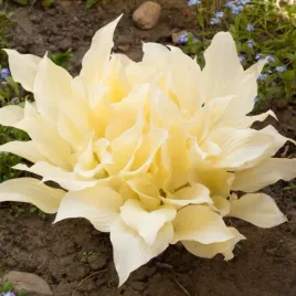 funkia-hosta-white-feather-w-doniczce-2-0l-biale-liscie