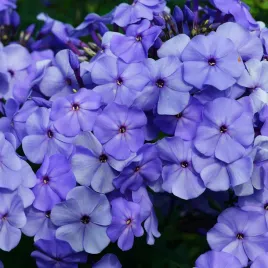floks-wiechowaty-blue-boy-phlox-paniculata-plomyk-niebieski