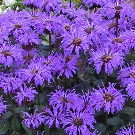 pysznoglowka-blue-moon-fioletowa-monarda-hybrida-doniczka-2-0l