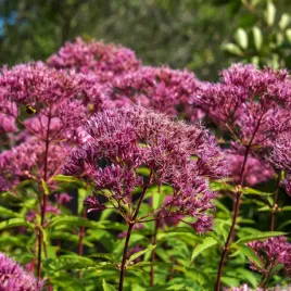 sadziec-plamisty-red-dwarf-rozowy-doniczka-2l-eupatorium-maculatum