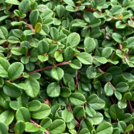 irga-plozaca-queen-of-carpet-cotoneaster-procumbens-doniczka-1-0l