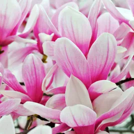 magnolia-posrednia-alexandrina-magnolia-soulangeana-poj-20l