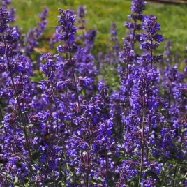 kocimietka-purrsian-blue-nepeta-x-faassenii-dla-kota-przyciaga-motyle