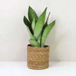 sansewieria-moonshine-sansevieria-gwinejska-ladna-wezownica