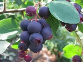 swidosliwa-mandam-sadzonka-p9-drzewo-owocowe