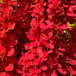 berberys-thunberga-orange-ice-pomaranczowy-berberis-thunbergii-2-0l