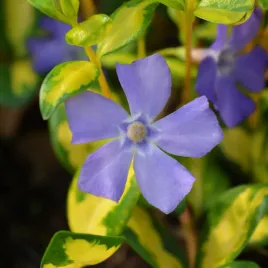 barwinek-pospolity-illumination-zolte-liscie-vinca-minor-mniejszy