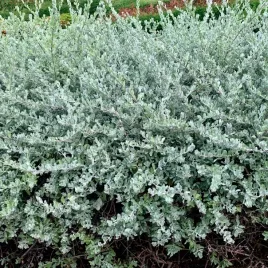 wierzba-plozaca-srebrna-srebrzysta-okrywowa-salix-repens-var-nitida