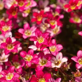 skalnica-arendsa-touran-pink-rozowa-skalniak-saxifraga-x-arendsii