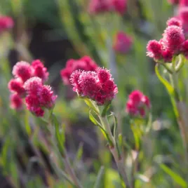 ukwap-dwupienny-rubra-rozowy-czerwony-na-skalniak-antennaria-dioica