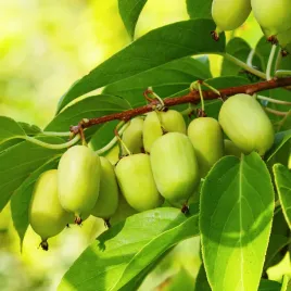 mini-kiwi-aktinidia-ostrolistna-obuplciowe-actinidia-arguta-doniczka-2-0l
