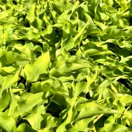 funkia-hosta-surfing-mouse-w-doniczce-miniaturowa-wiele-sadzonek