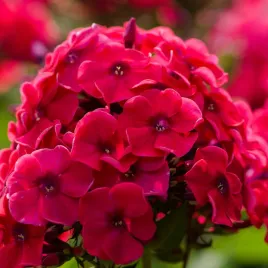 floks-wiechowaty-grenadine-dream-phlox-paniculata-plomyk-niski-doniczka