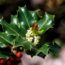ostrokrzew-meservy-blue-angel-zimozielony-zenski-ilex-meserveae-2-0l