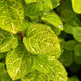 wiciokrzew-japonski-aureoreticulata-lonicera-japonica-doniczka-2-0l