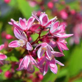 zylistek-yuki-cherry-blossom-deutzia-rozowy-krzew-rozowe-kwiaty-2-0l