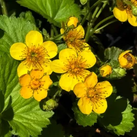 pragnia-syberyjska-waldsteinia-ternata-zolte-kwiaty-niewymagajaca-2-0l