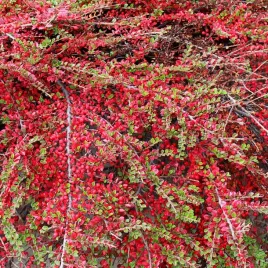 irga-szwedzka-royal-carpet-krzaczasta-cotoneaster-suecicus-1-0l