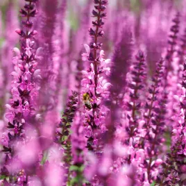 szalwia-omszona-pink-rianne-salvia-nemorosa-w-doniczce-1l