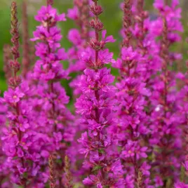 krwawnica-pospolita-robin-intensywnie-rozowe-kwiaty-lythrum-salicaria