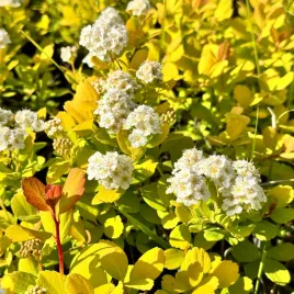 tawula-brzozolistna-tor-gold-zlota-na-obwodki-spiraea-betulifolia