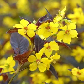 tojesc-orzesiona-firecracker-zolta-lysimachia-ciliata-doniczka-2-0l