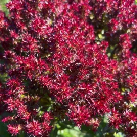 floks-wiechowaty-blind-lion-nowosc-phlox-paniculata-doniczka-2-0l