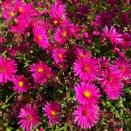 aster-nowobelgijski-magic-deep-rose-aster-novi-belgii-doniczka-2-0l