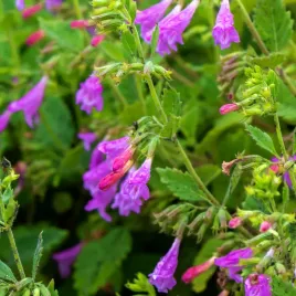 czyscica-wielkokwiatowa-przyciaga-motyle-calamintha-grandiflora-2-0l